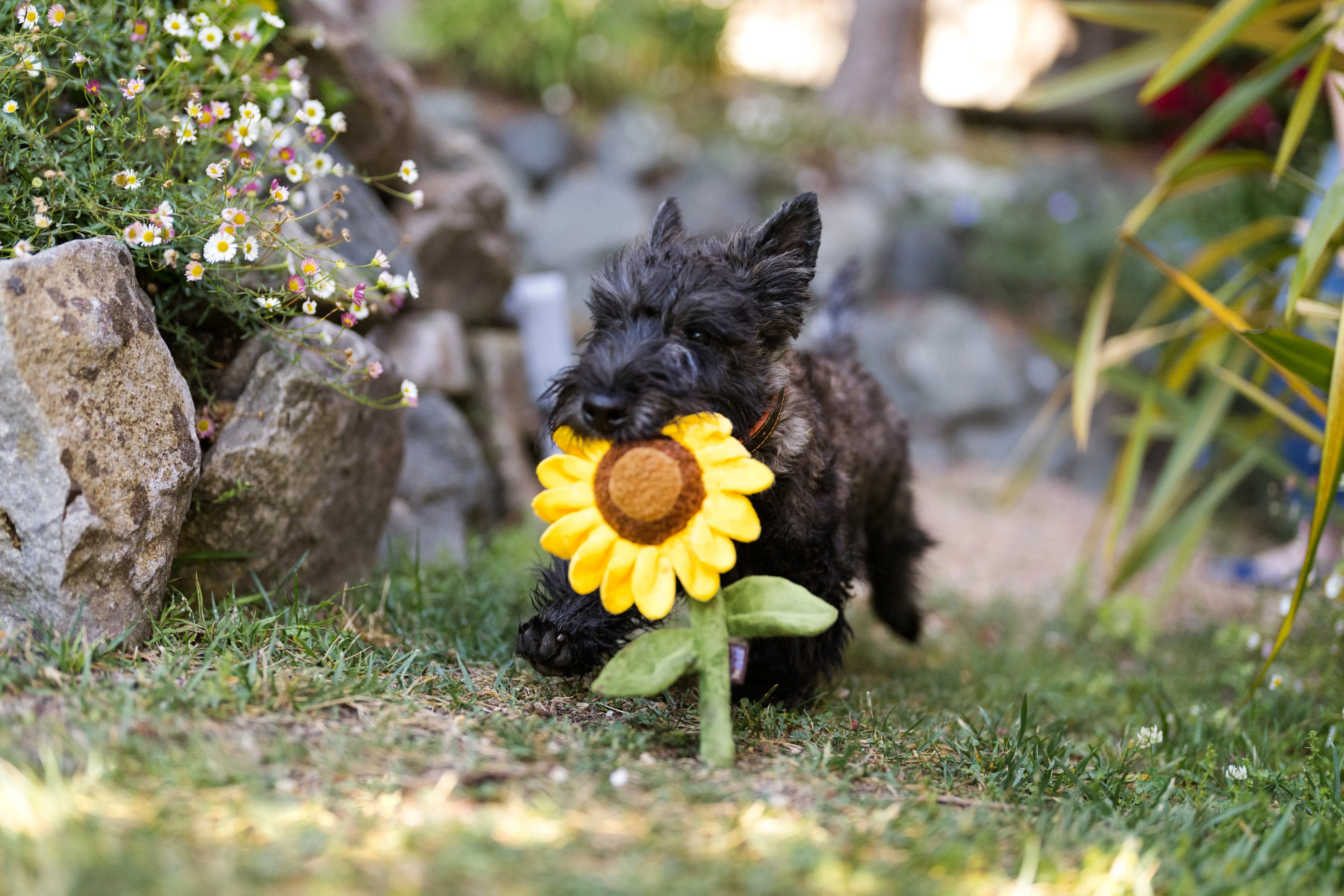 Blooming Buddies Sassy Sunflower